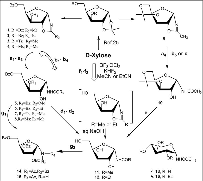 Synthetic study of N-α-glycosyl amides with xylo configuration from D-xylose. Reagents and conditions: a1) 1, long storing at 5-8 0C, CC, 4, 67%; a2) 2, long storing at 5-8 0C, CC, 6, 86%; a3) 3, long storing at 5-8 0C, CC, 6, 60%; a4) 7, long storing at 5-8 0C, CC, 8, 90%; b1) 1, CHCl3, silica gel (entry1, table 1), 5, 84%; b2) 2, CHCl3, silica gel (entry 2, table 1), 6, 85%; b3) 3, CHCl3, silica gel (entry 3, table 1), 7, 85%; b4) 4, (entry 4, table 1), 8, 86%; b5) 9, CHCl3, silica gel (entry 5, table 1), 10, 78%; c) 9, 75% aq AcOH, rt, 20 h, CC, 11, 90%; d1) 5, NH3/MeOH, rt, 18 h, CC, 11, 77%; d2) 6, NH3/MeOH, rt, 18 h, CC, 12, 81%; f1) D-xylose CH3CN, KHF2, BF3.Et2O, rt, 4 h, CC, 11, 37%, 13, 5-6%; f2) D-xylose, EtCN, KHF2, BF3.Et2O, rt, 4 h, CC, 12, 28%; g1) 5, BzCl/Py, rt, 14, 42%, 15, 42%; g2) a mixture of 11 and 13, BzCl/Py, Et3N, rt, 14 (15%), and 15/16, 70%.