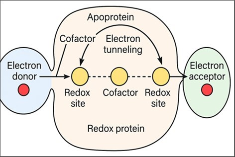 Electron transfer mechanism in redox proteins.