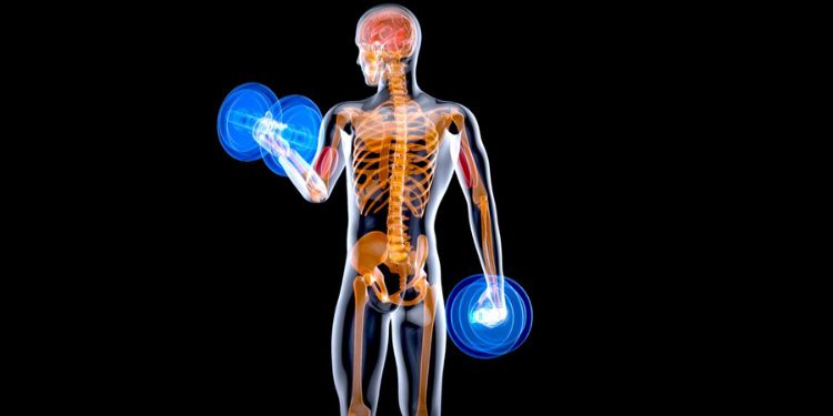 Journal of Model Based Research - Skeletal Muscle Mass