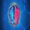 Journal of Advanced Therapeutic Science - synaptoblastic